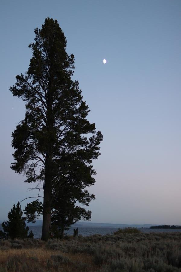 Pine Tree and Moon at Yellowstone Lake